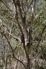Melaleuca irbyana