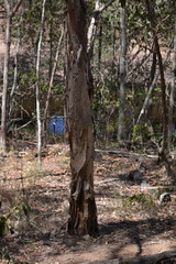 Melaleuca irbyana
