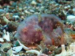 Antennarius striatus