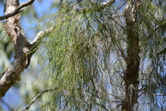 Melaleuca irbyana