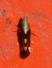 Neomegamelanus lautus