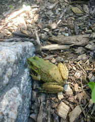Lithobates clamitans