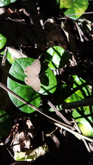 Cissia terrestris