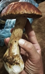 Boletus