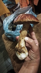Boletus