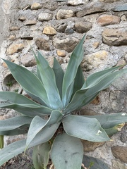 Agave