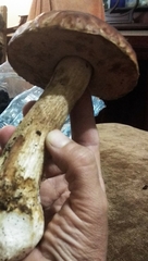 Boletus