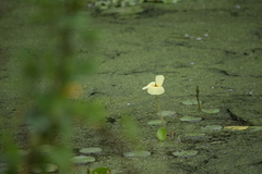 Hydrocleys nymphoides