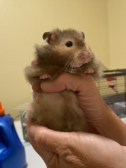 Mesocricetus auratus