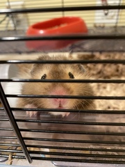 Mesocricetus auratus