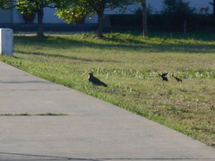 Vanellus chilensis