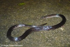 Geophis hoffmanni
