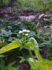 Ageratum conyzoides