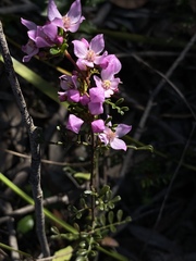 Boronia microphylla