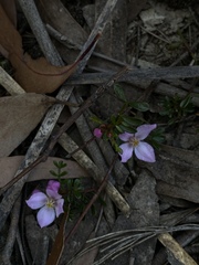Boronia microphylla