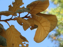 Quercus mcvaughii