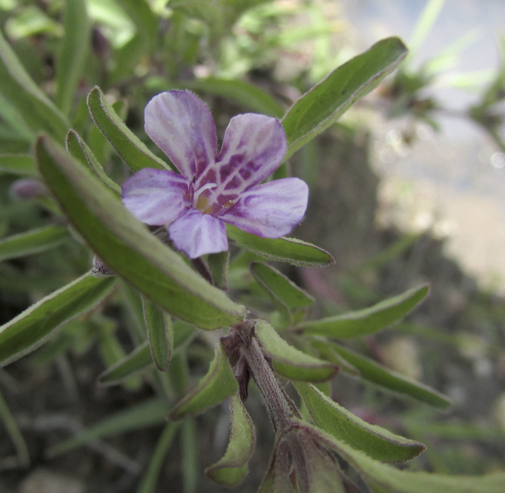 Dyschoriste microphylla