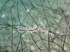Eubranchus putnami
