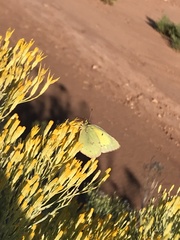 Colias philodice eriphyle
