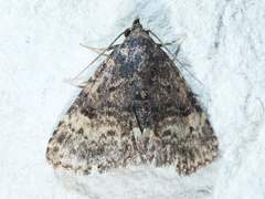 Metalectra diabolica