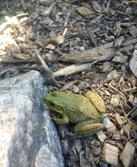 Lithobates clamitans