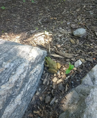 Lithobates clamitans