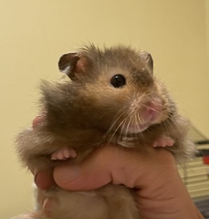 Mesocricetus auratus