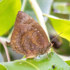 Arhopala centaurus nakula