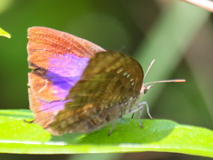 Arhopala centaurus nakula