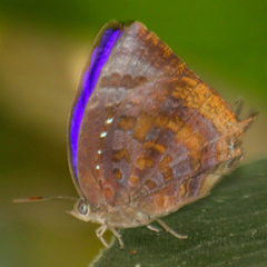 Arhopala centaurus nakula