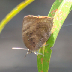 Arhopala centaurus nakula