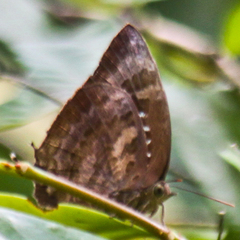 Arhopala centaurus nakula