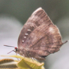 Arhopala centaurus nakula