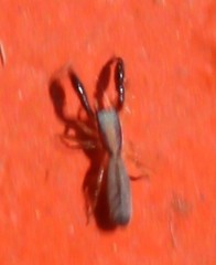 Cheliferoides longimanus