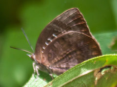 Arhopala centaurus nakula