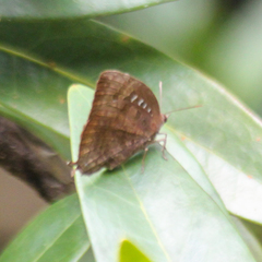 Arhopala centaurus nakula