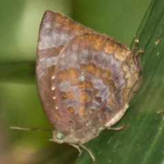 Arhopala centaurus nakula