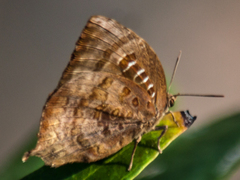 Arhopala centaurus nakula