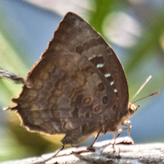 Arhopala centaurus nakula