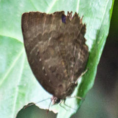 Arhopala centaurus nakula