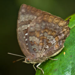 Arhopala centaurus nakula