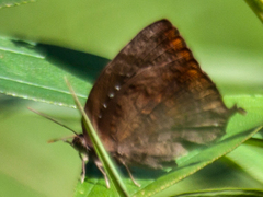 Arhopala centaurus nakula