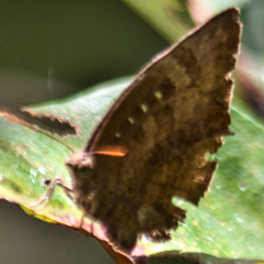 Arhopala centaurus nakula