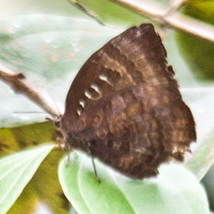 Arhopala centaurus nakula