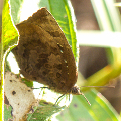 Arhopala centaurus nakula