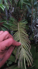Blechnum loxense
