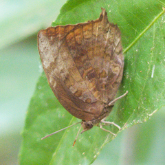 Arhopala centaurus nakula