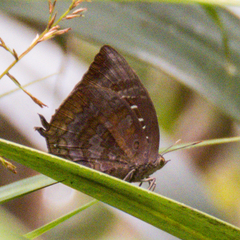 Arhopala centaurus nakula