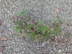 Clematis serratifolia