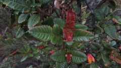 Weinmannia rollottii